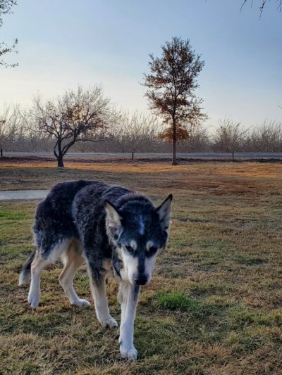 Elk Bayou Park - Tulare, CA
