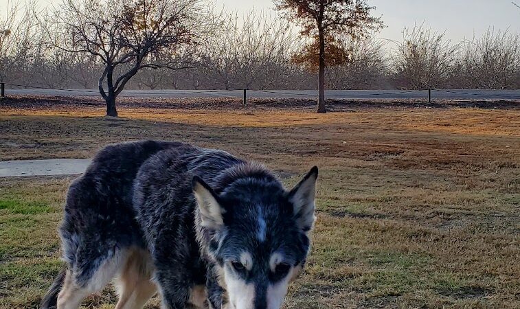 Elk Bayou Park - Tulare, CA