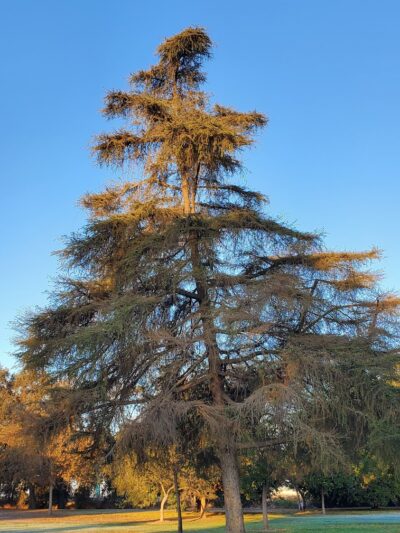 Elk Bayou Park - Tulare, CA
