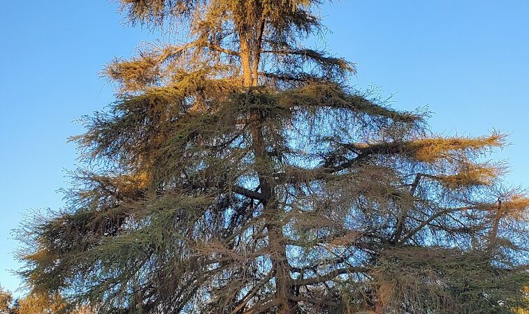 Elk Bayou Park - Tulare, CA