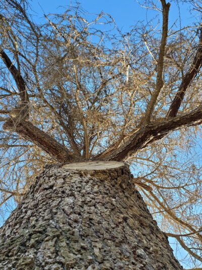 Elk Bayou Park - Tulare, CA