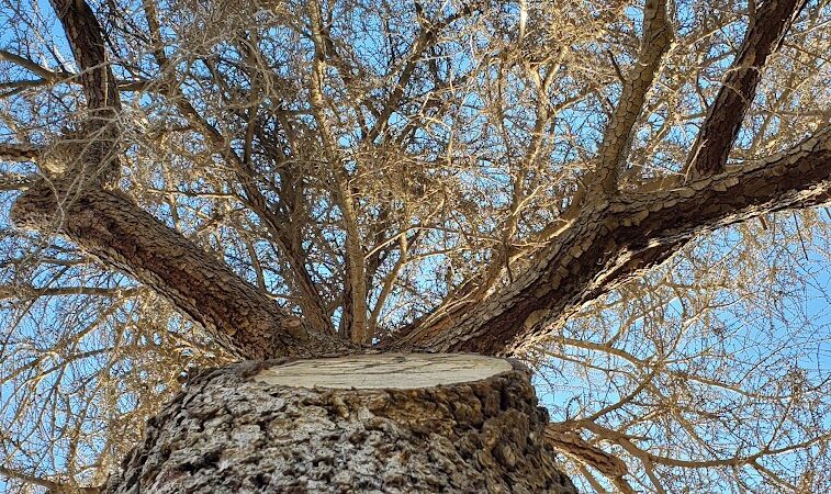 Elk Bayou Park - Tulare, CA