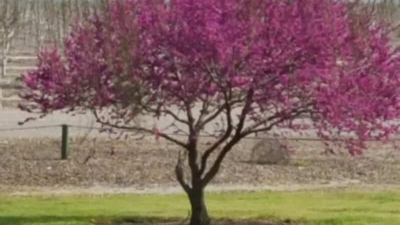 Elk Bayou Park - Tulare, CA
