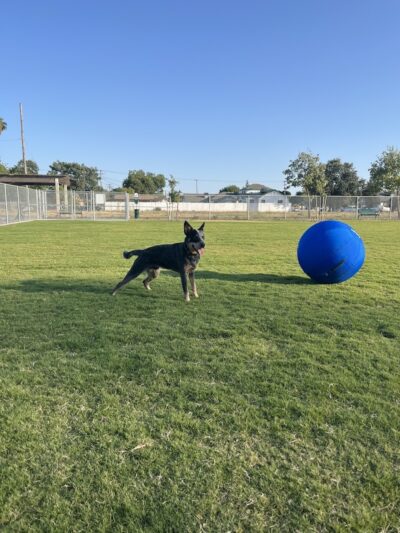 K9 Bane Dog Park - Tulare, CA