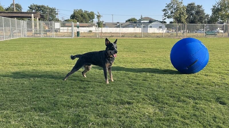 K9 Bane Dog Park - Tulare, CA