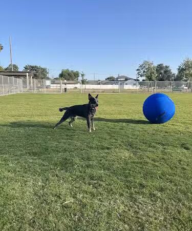 K9 Bane Dog Park - Tulare, CA