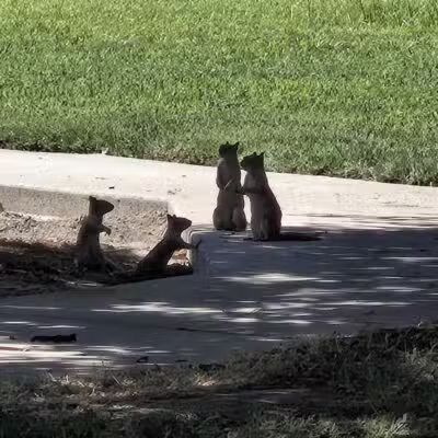 Elk Bayou Park - Tulare, CA