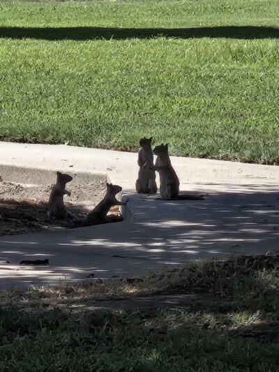Elk Bayou Park - Tulare, CA