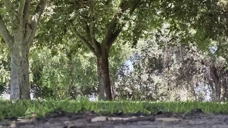 Elk Bayou Park - Tulare, CA