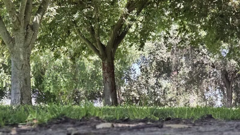 Elk Bayou Park - Tulare, CA