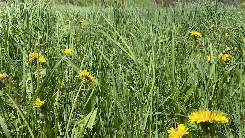 Dome@Meadows - Tunbridge, VT