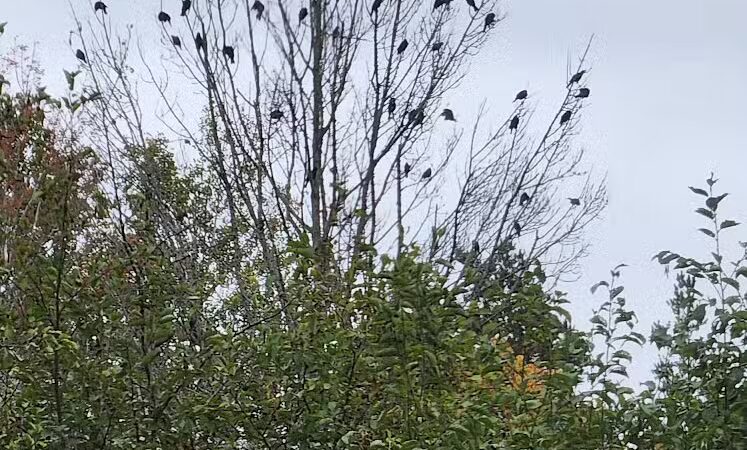 Little Creek Park - Tustin,