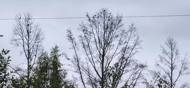 Little Creek Park - Tustin,