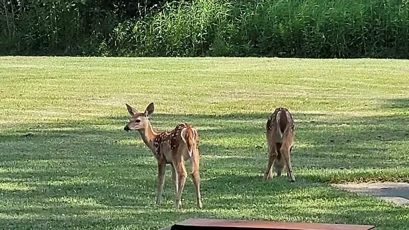Little Creek Park - Tustin,
