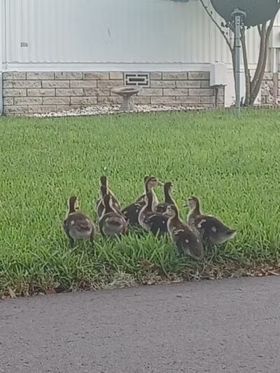 Padley Park - Twin Lake,