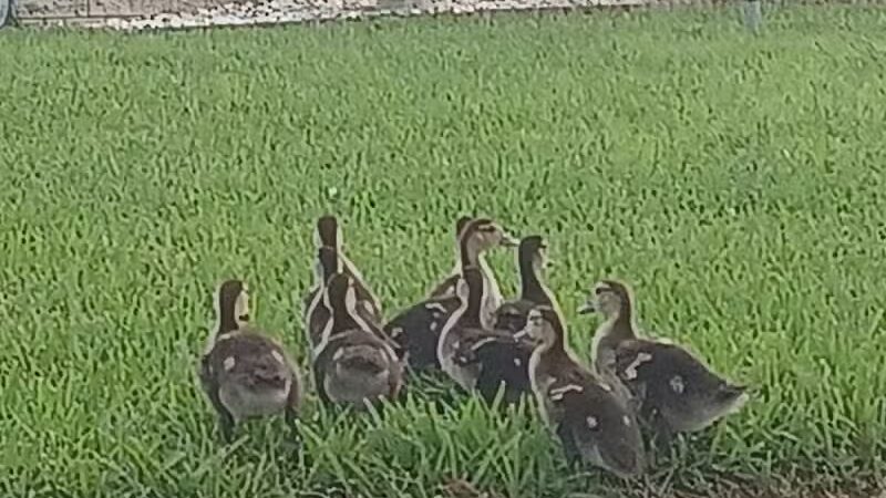 Padley Park - Twin Lake,