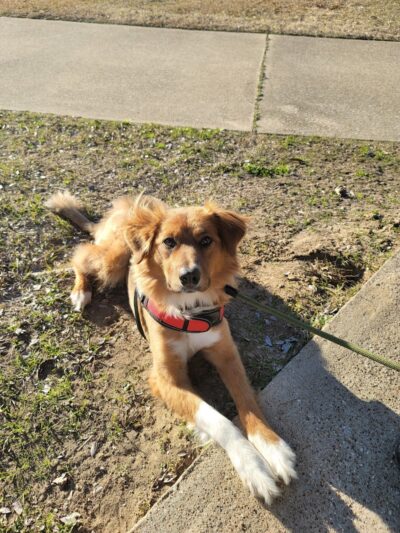 Bossart Park - Tyler, TX