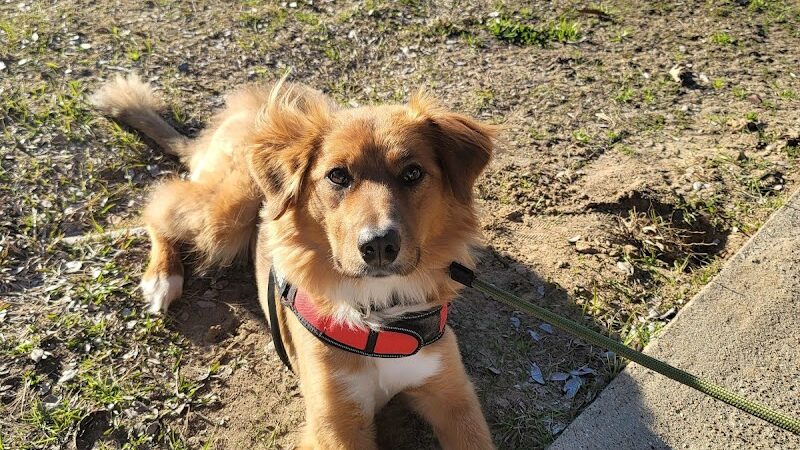 Bossart Park - Tyler, TX