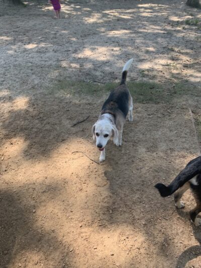 Bossart Park - Tyler, TX