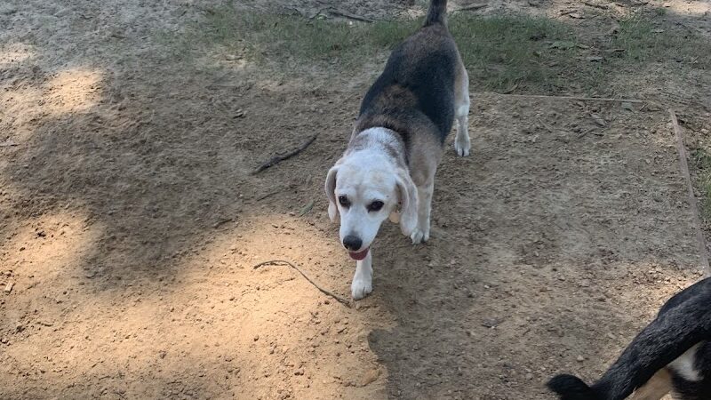 Bossart Park - Tyler, TX