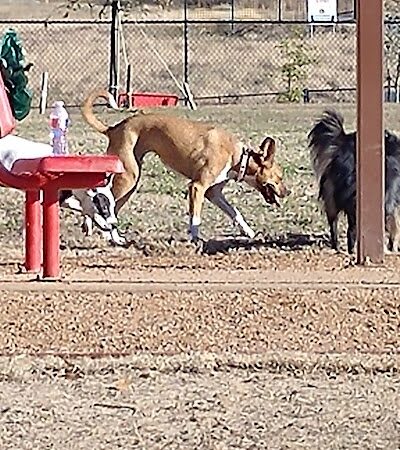 Bossart Park - Tyler, TX