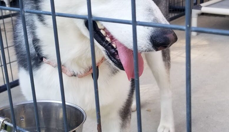 Bossart Park - Tyler, TX