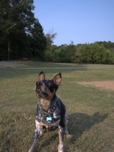 Bossart Park - Tyler, TX