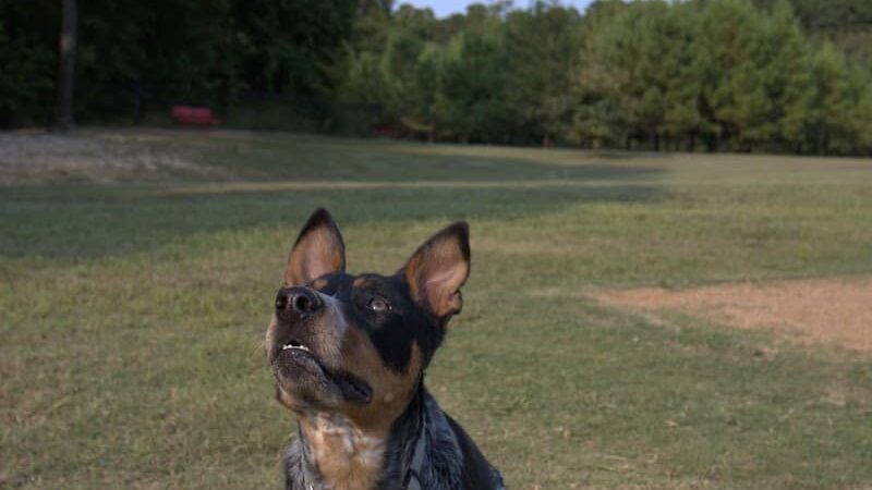 Bossart Park - Tyler, TX