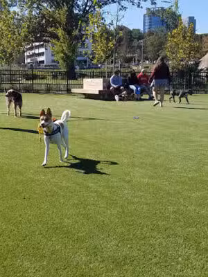 The Mile Dog Park - Tysons, VA