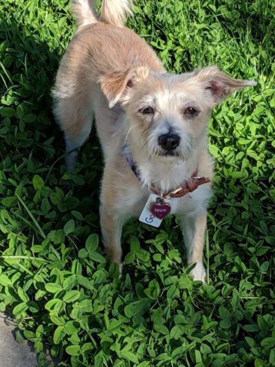 Drigon Dog Park - Union City, CA