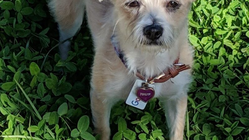 Drigon Dog Park - Union City, CA