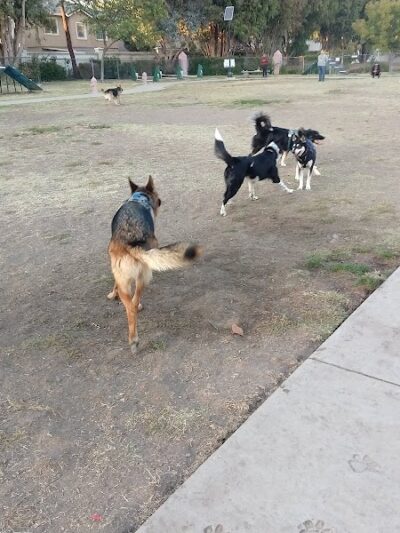Drigon Dog Park - Union City, CA