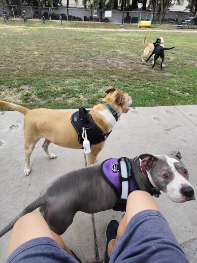 Drigon Dog Park - Union City, CA