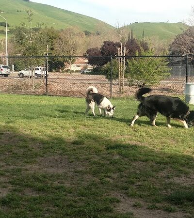 Drigon Dog Park - Union City, CA