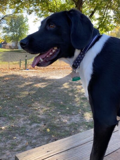 Union Dog Park - Union, MO