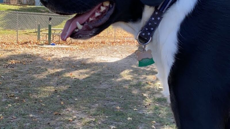 Union Dog Park - Union, MO