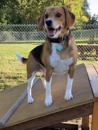 Union Dog Park - Union, MO