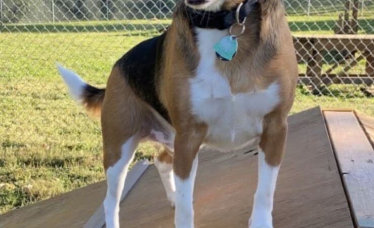 Union Dog Park - Union, MO