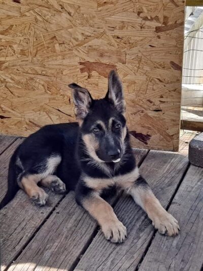 Union Dog Park - Union, MO