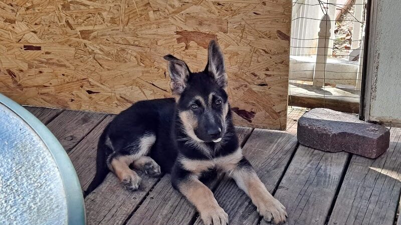 Union Dog Park - Union, MO