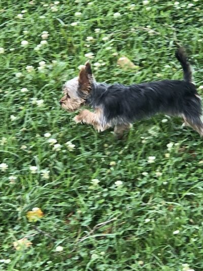 Union Dog Park - Union, MO