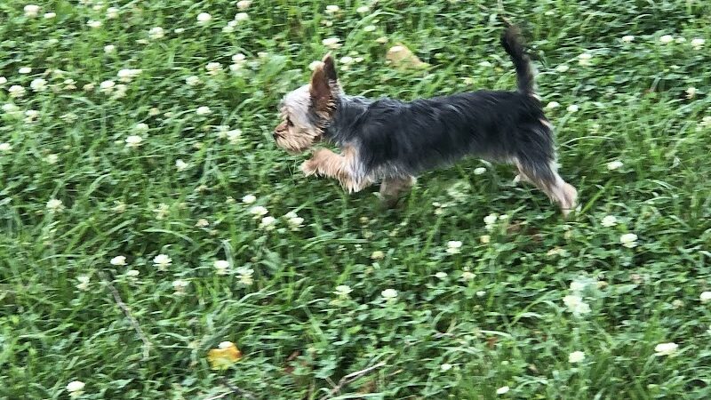 Union Dog Park - Union, MO