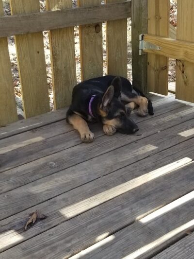 Union Dog Park - Union, MO