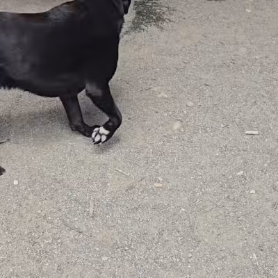 Brookdale Dog Park - UPR MONTCLAIR, NJ