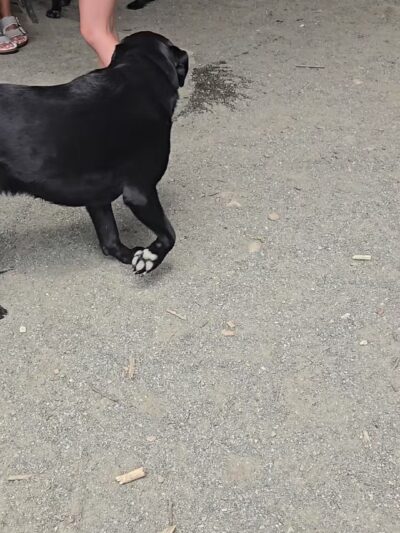 Brookdale Dog Park - UPR MONTCLAIR, NJ