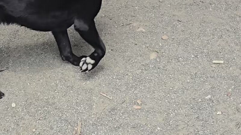 Brookdale Dog Park - UPR MONTCLAIR, NJ