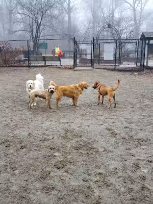 Brookdale Dog Park - UPR MONTCLAIR, NJ
