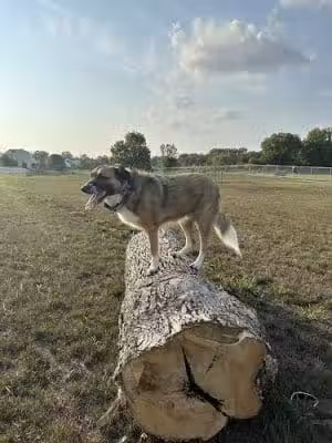 Urbandale Dog Park - Membership Required - Urbandale, IA