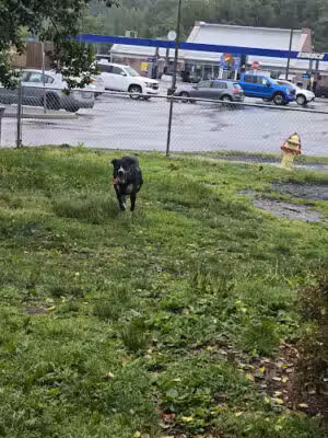 Maryland House Dog Park - US, MD