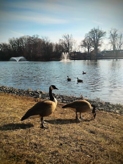 Audubon Lake - US, NJ